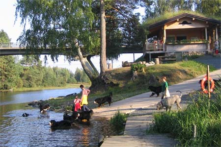 Koirat uimassa